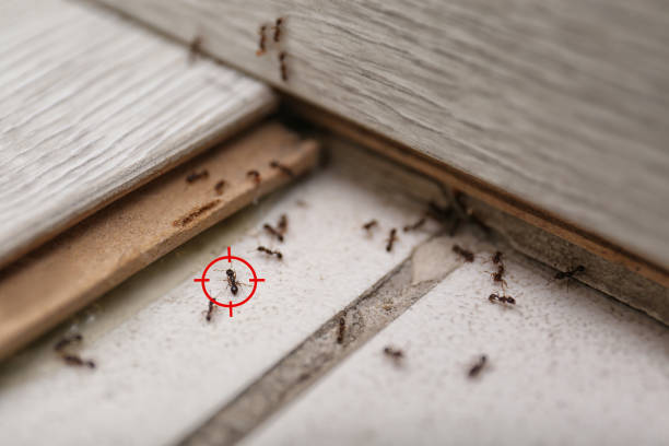 Best Residential Pest Control  in Salem, NJ