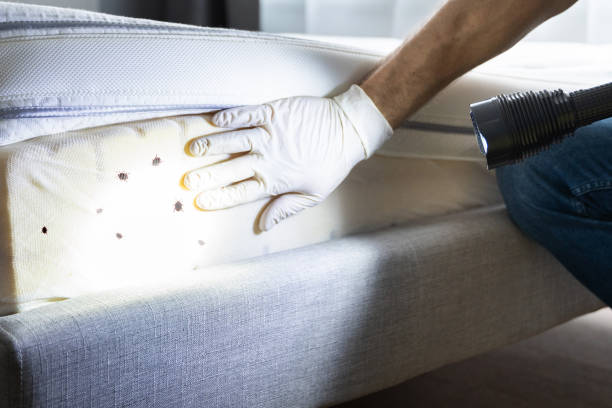 Reliable Salem, NJ Pest Control Solutions
