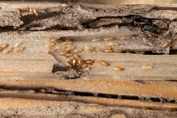 Best Local Pest Control Services  in Salem, NJ
